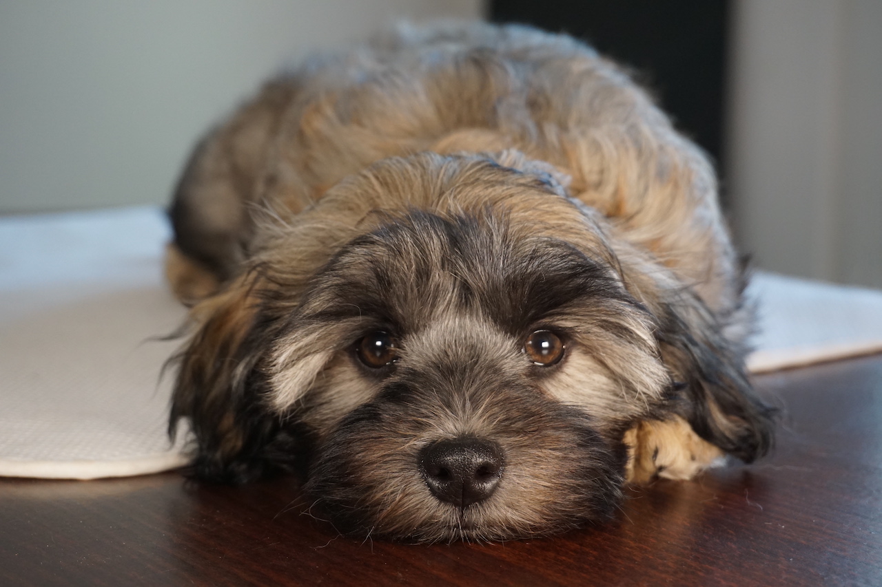 Unsere Löwchen Der Alte Dorfladen